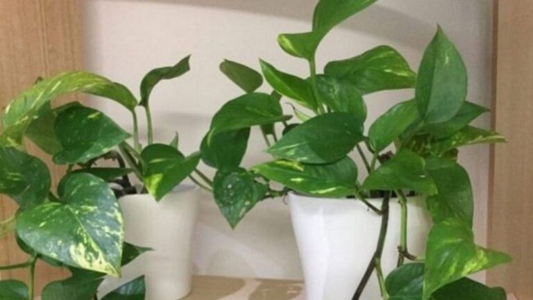 Do not make these mistakes while planting a money plant at home, otherwise there may be a big loss.