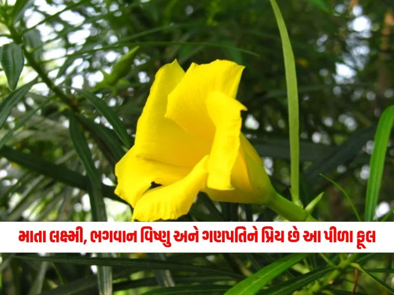These 2 yellow flowers are loved by Mother Lakshmi, Lord Vishnu and Vighnaharta Ganesha, planting them will bring wealth.