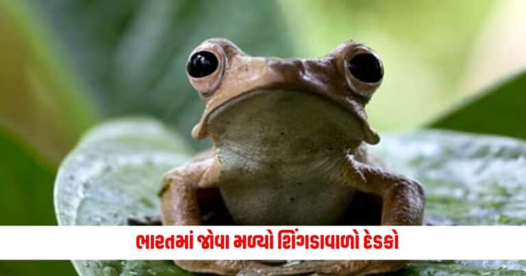 Ajab Gajab: ભારતમાં જોવા મળ્યો શિંગડાવાળો દેડકો,જેને જોઈ લોકો આશ્ચર્યચકિત થઈ ગયા
