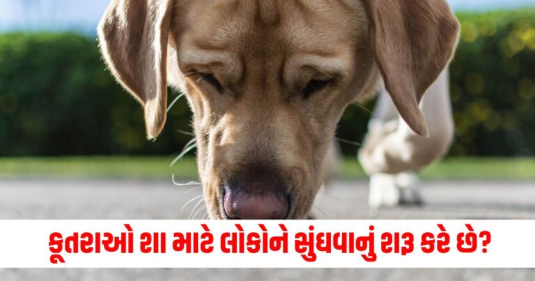 ચાલતી વખતે કૂતરાઓ શા માટે લોકોને સુંઘવાનું શરૂ કરે છે? આ કારણ કદાચ તમને ખબર પણ નહિ હોય.