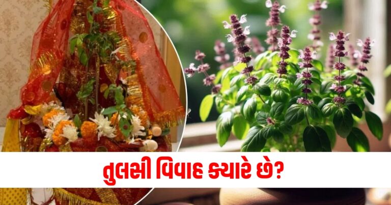 તુલસી વિવાહ, Tulsi Vivah 2024 Date , Tulsi Vivah 2024 muhurat , Tulsi Vivah importance , benefits of tulsi shaligram vivah ,