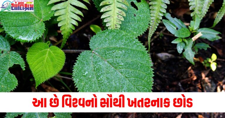 ઝેરી છોડ, ખતરનાક છોડ, વિશ્વનો સૌથી ખતરનાક, પાગલ કરી શકે છે, જ્ઞાન, જહેરીલા પદાર્થો,