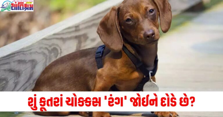 શું કૂતરાં ચોક્કસ 'રંગ' જોઈને દોડે છે? તો અત્યાર સુધી તમે ખોટા હતા! સંશોધન તમને આશ્ચર્યચકિત કરશે