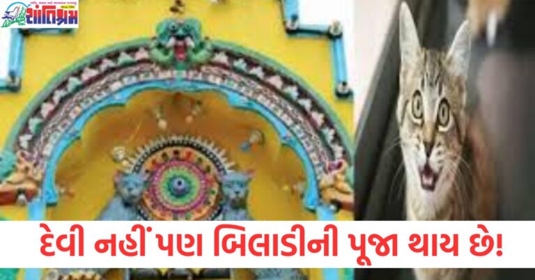 બિલાડીની પૂજા વિશે જ્ઞાન અને મહત્ત્વ, બિલાડીની પૂજા કેમ અને ક્યાં થાય છે?, બિલાડીની પૂજા કરવાથી શું ફાયદા થાય છે?, શાસ્ત્ર મુજબ બિલાડીની પૂજા અને તેનું અર્થ, જાણો બિલાડીની પૂજાની ખાસિયત અને પરંપરા,